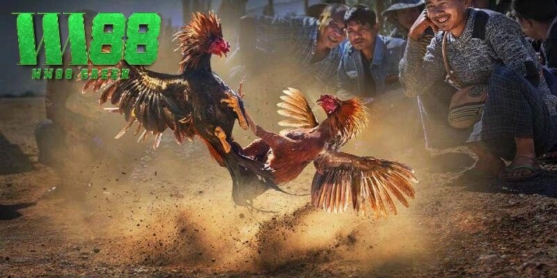 Chia sẻ mẹo cược Đá gà cực chuẩn tại nhà cái WW88